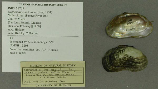 specimen