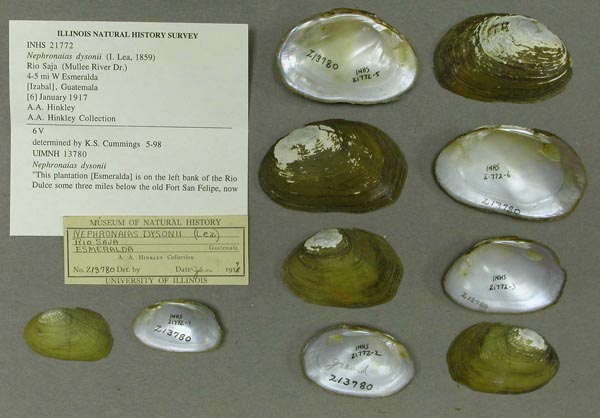 specimen