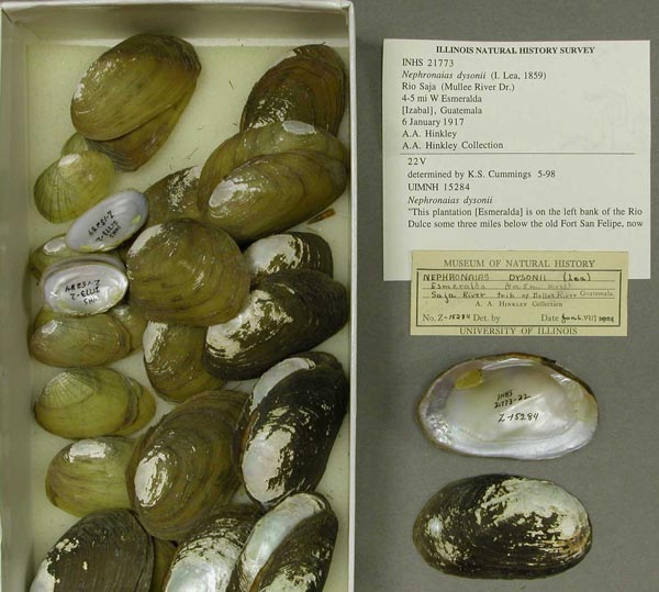 specimen