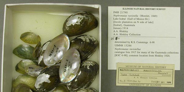 specimen