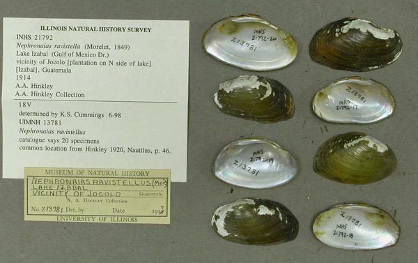 specimen