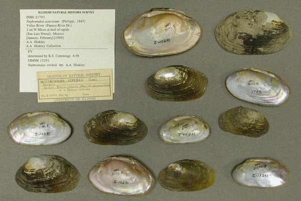 specimen