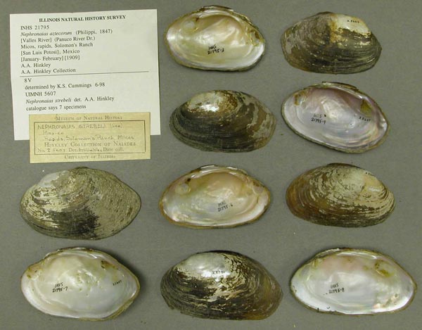 specimen