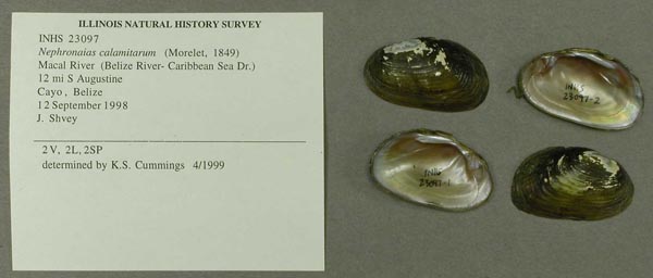 specimen