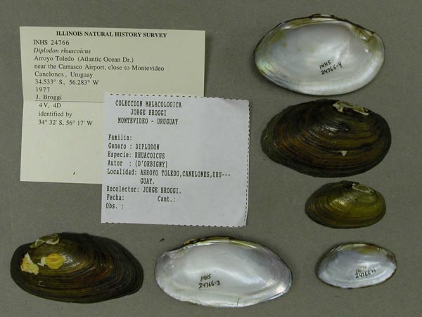 specimen