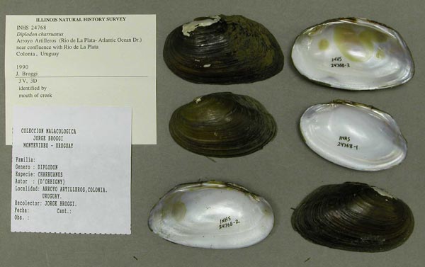 specimen