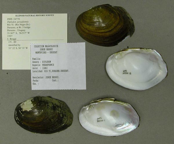 specimen
