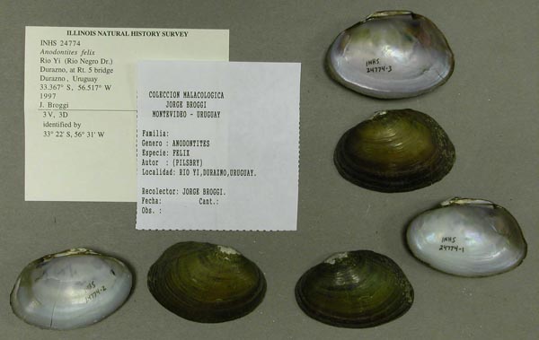 specimen