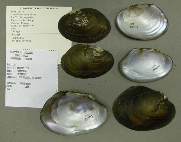 specimen