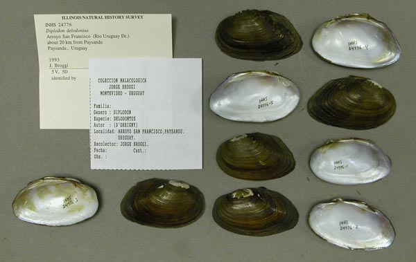 specimen