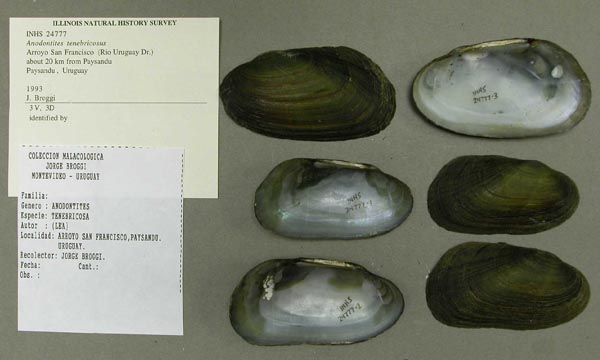 specimen