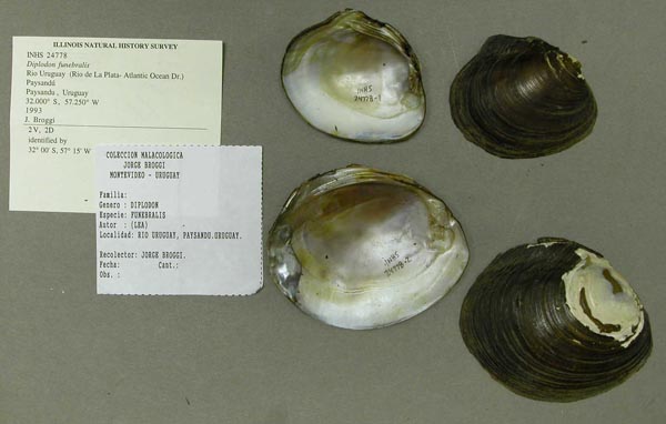 image of lot INHS_24778 image of lot INHS_24778