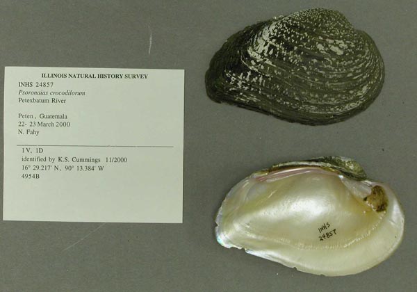 specimen