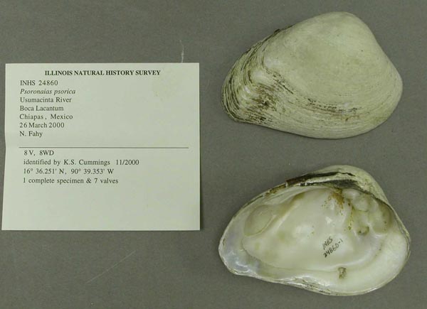 specimen