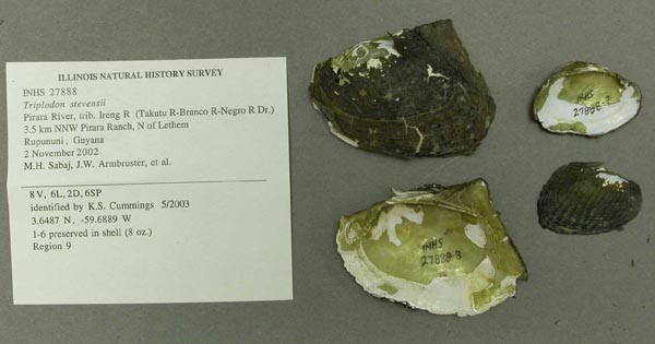 specimen