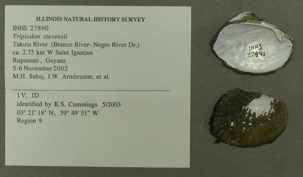 specimen