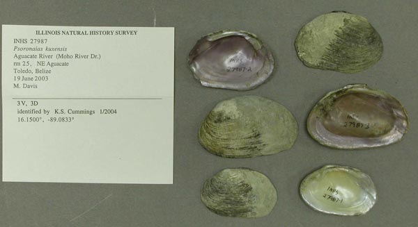 specimen
