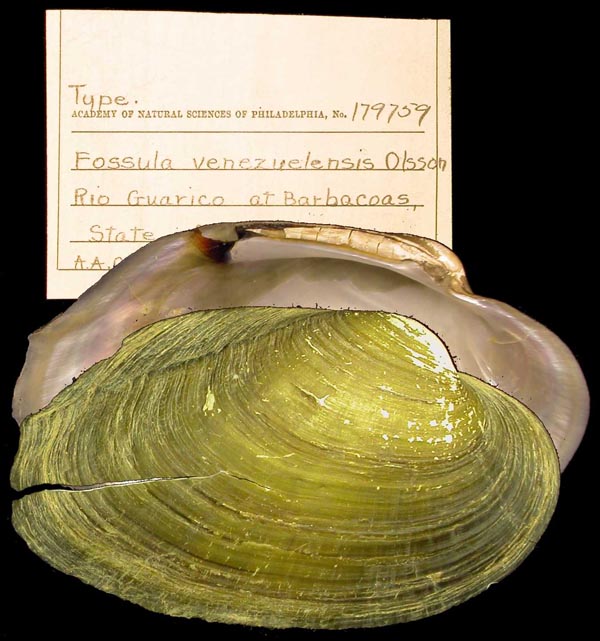specimen