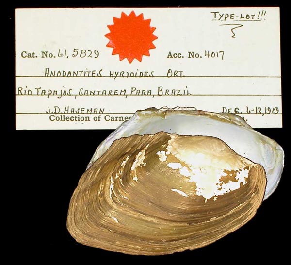 specimen