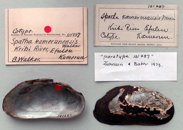 specimen