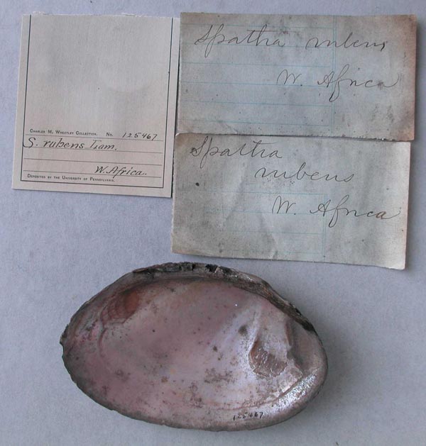 specimen