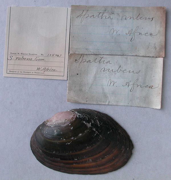 specimen