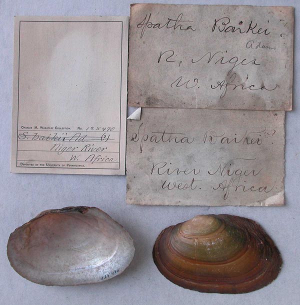 specimen