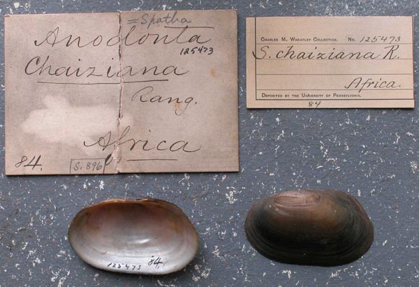 specimen