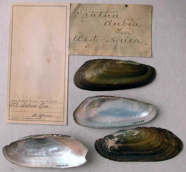 specimen