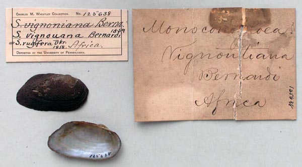 specimen