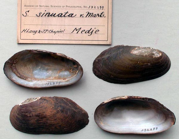 specimen