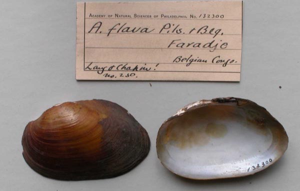 specimen