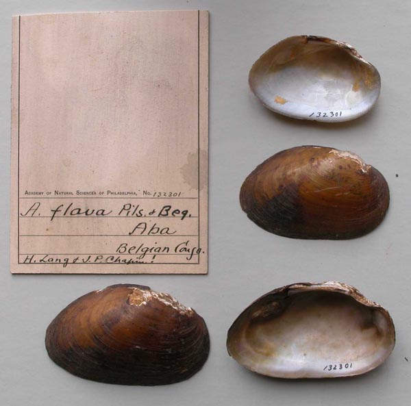 specimen