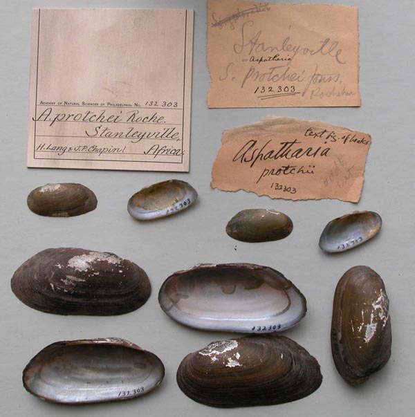 specimen