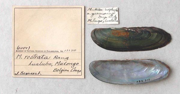 specimen