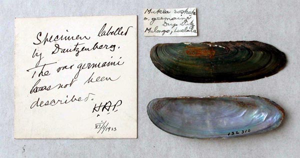 specimen