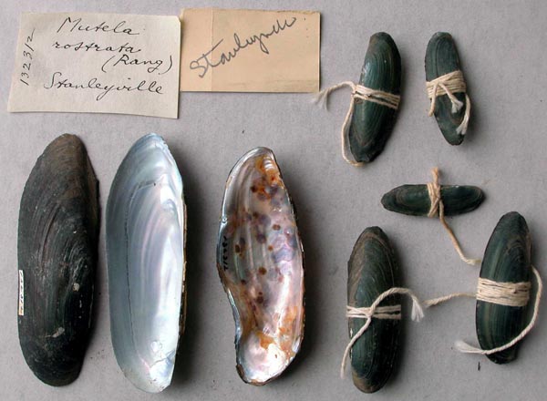 specimen