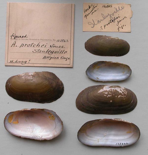 specimen