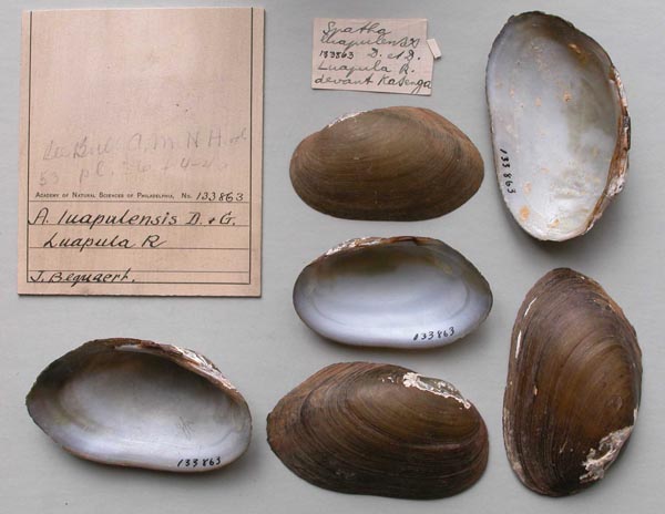 specimen