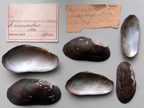 specimen
