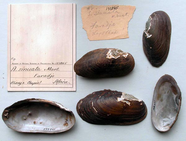 specimen