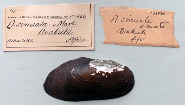 specimen