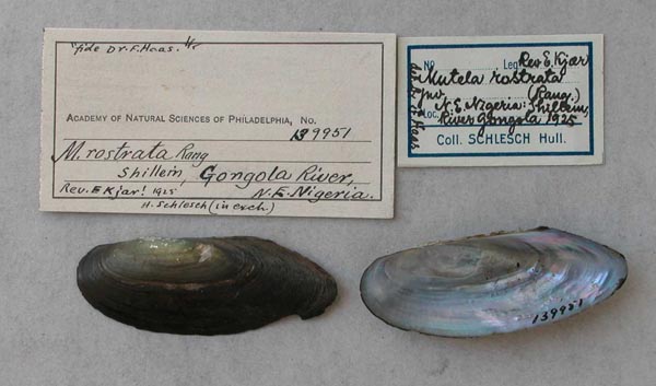 specimen