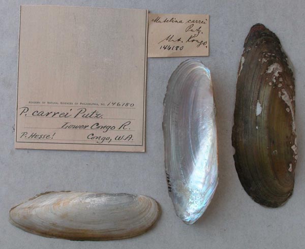 specimen