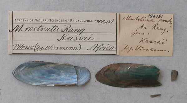 specimen
