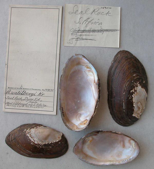 image of lot ANSP_149870 image of lot ANSP_149870