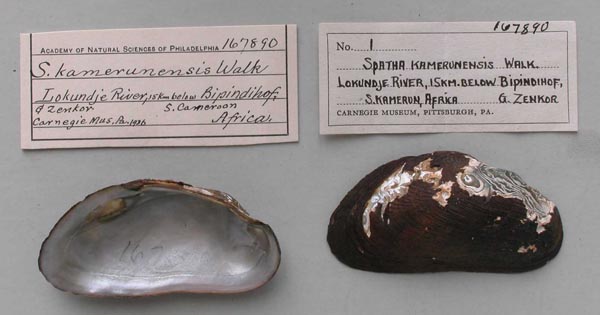 specimen