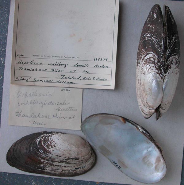specimen