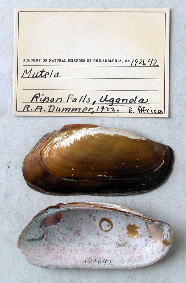 specimen