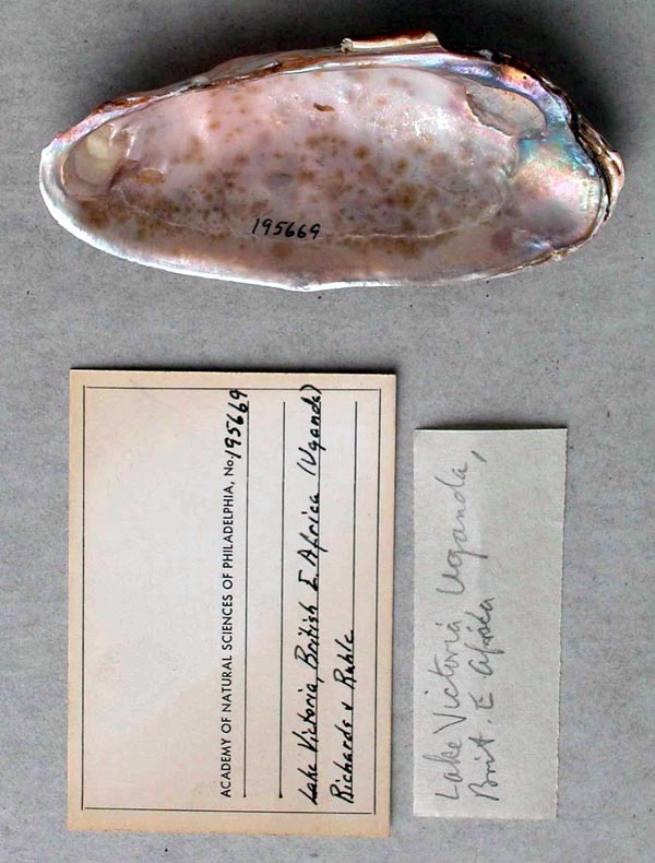 specimen
